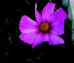 粉色格桑花
