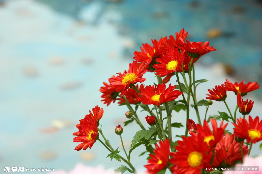 菊花