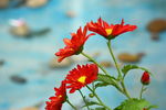 菊花