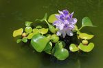 水葫芦