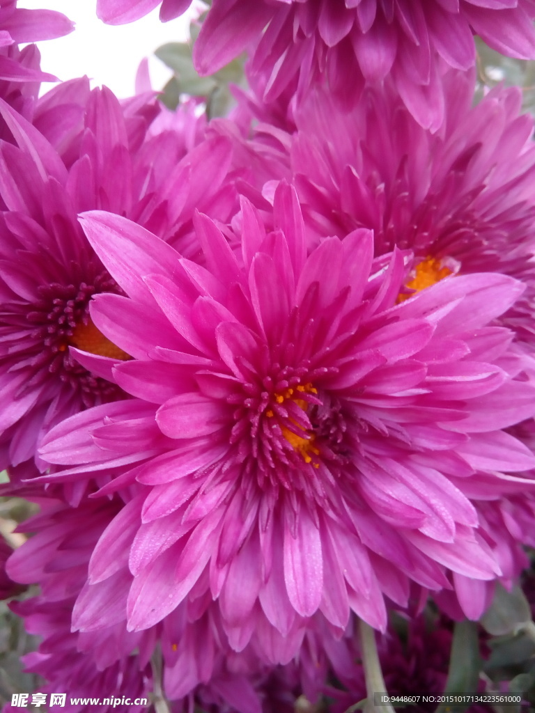 红菊花
