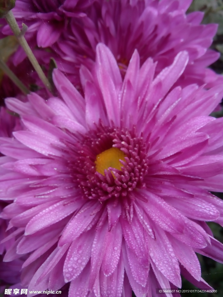 紫色菊花