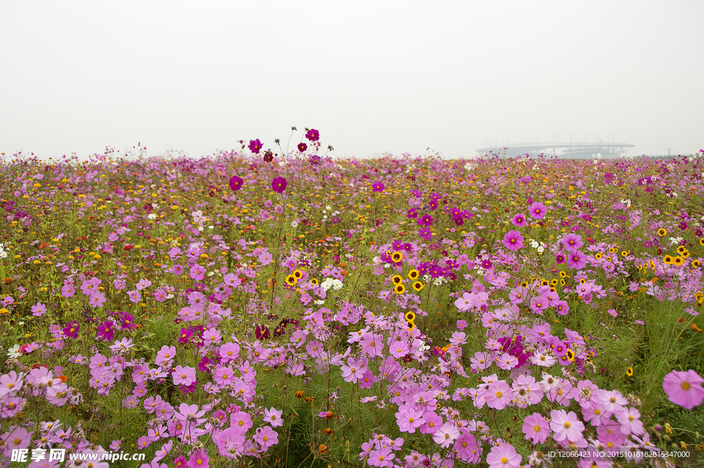 花海