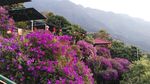 杜鹃花图片