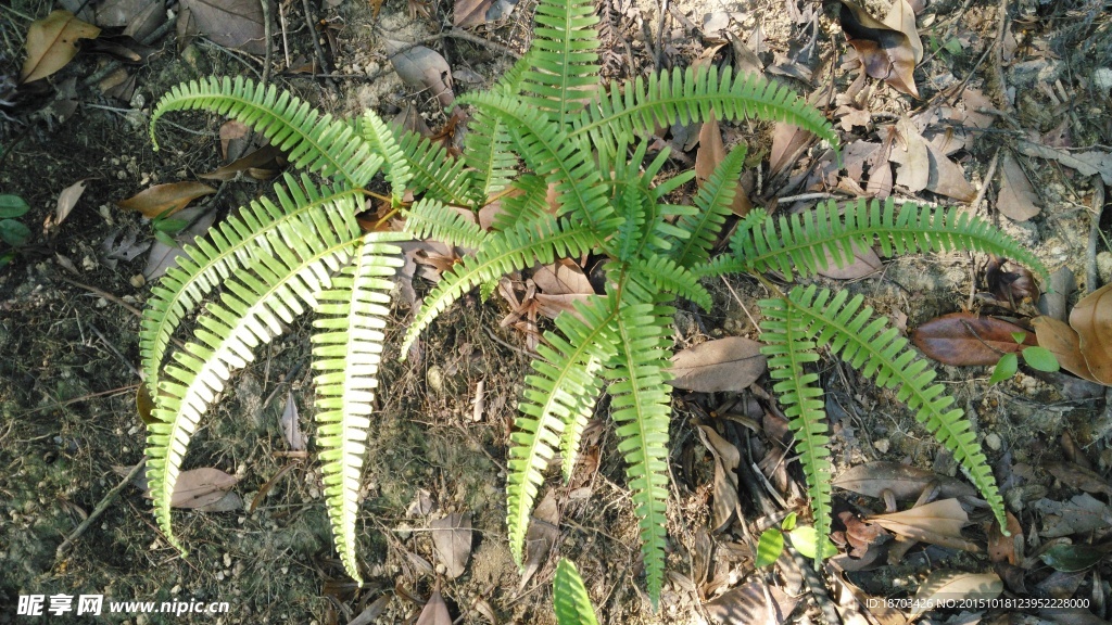 绿色植物图片