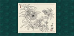 秋葵