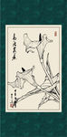 马蹄莲