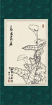 马蹄莲