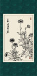 金盏草