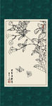 黄婵