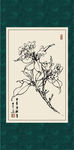 锦带花