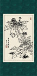 蒲公英