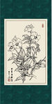 蝴蝶花