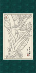 鹤望兰