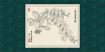 蝴蝶兰