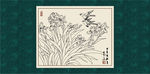 蝴蝶兰