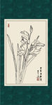 菖兰