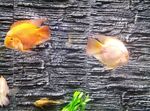 水族馆