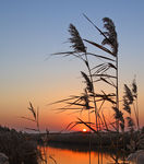 夕阳下的芦苇