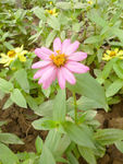 粉色金鸡菊