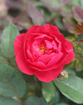 红色月季花