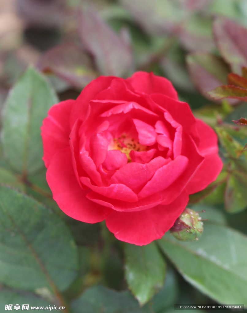 红色月季花
