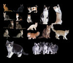 猫咪集锦