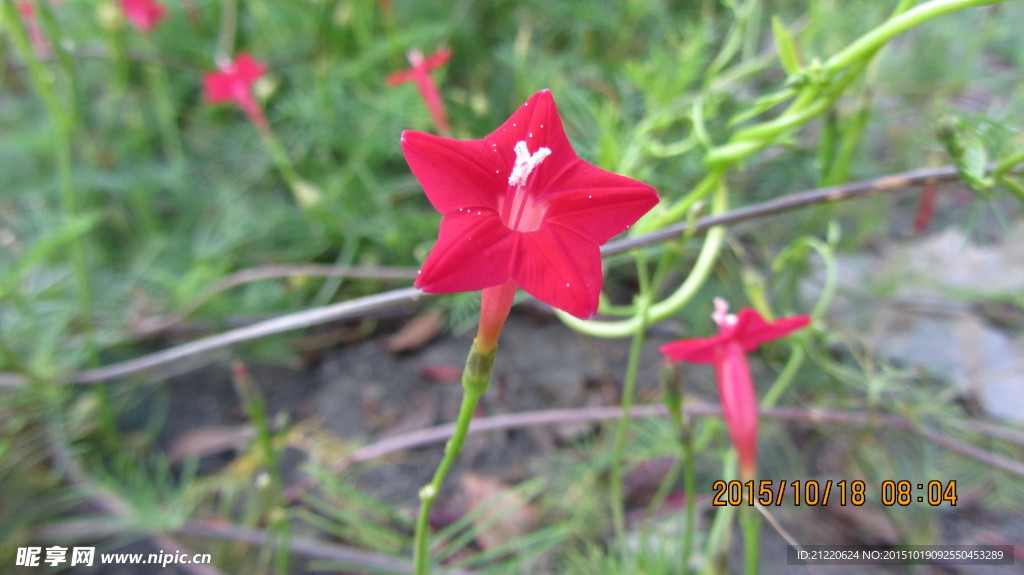 五星花