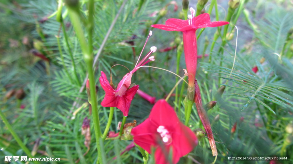 五星花