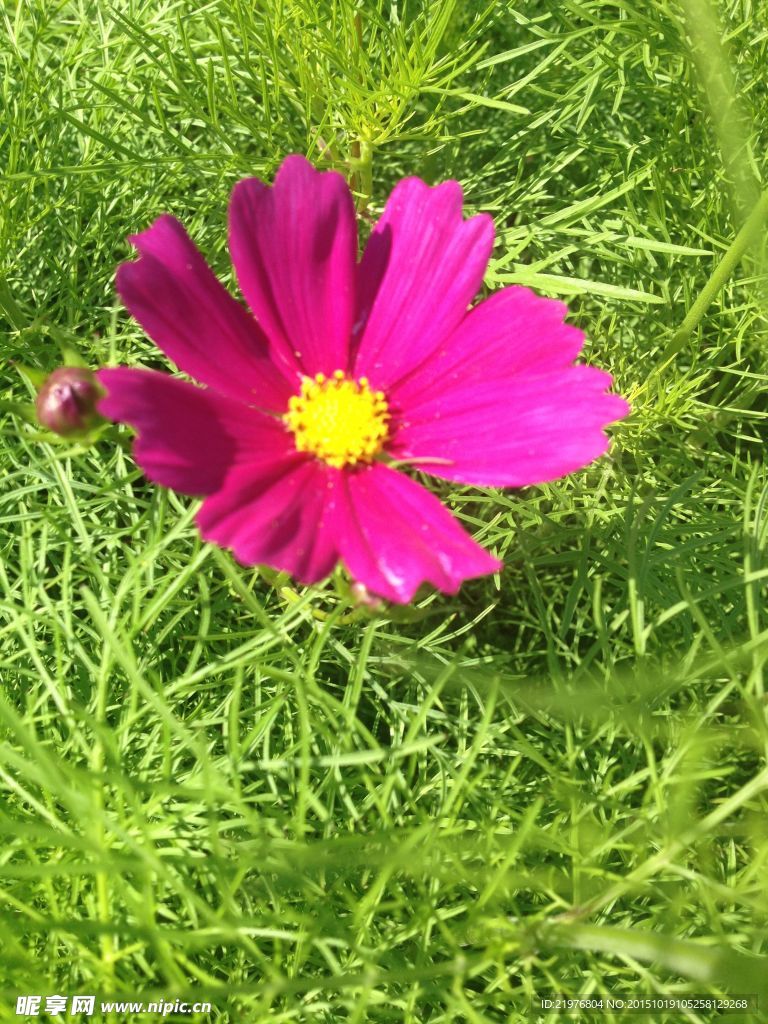 波斯菊