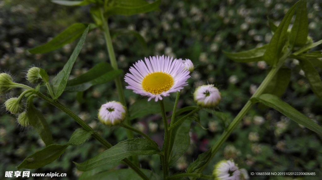 小雏菊