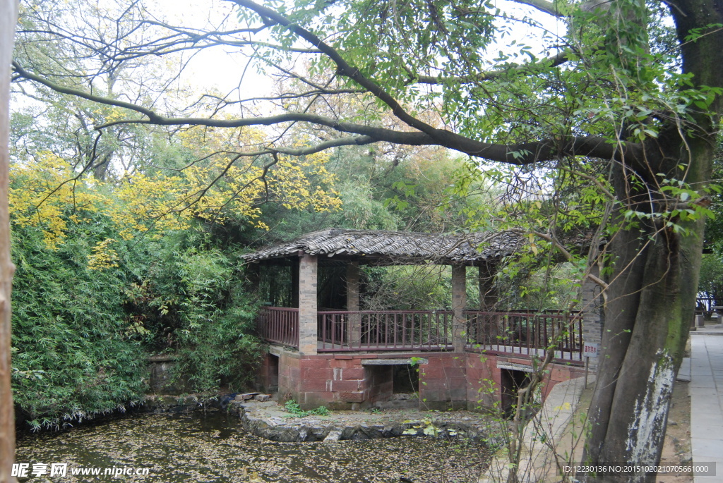 树林