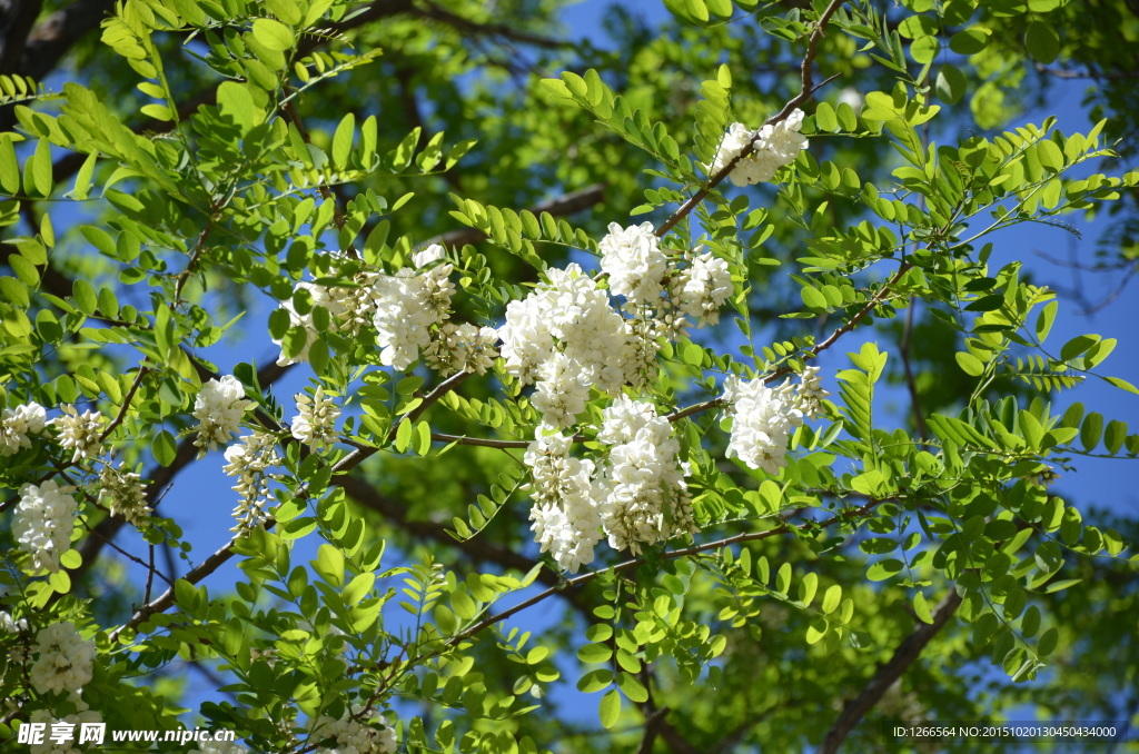 槐花
