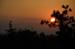 夕阳与松树
