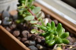 多肉植物
