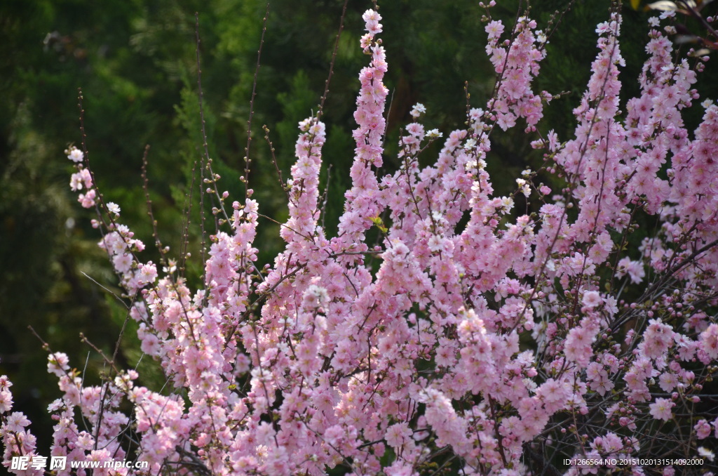 紫色的花