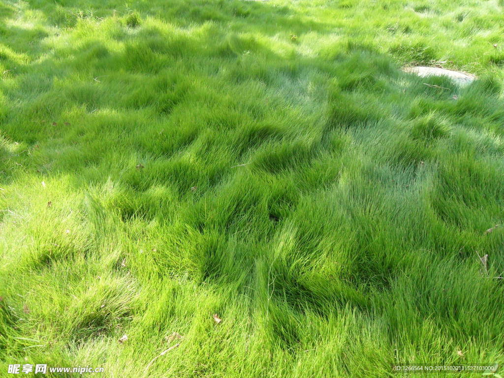 律动的绿草地