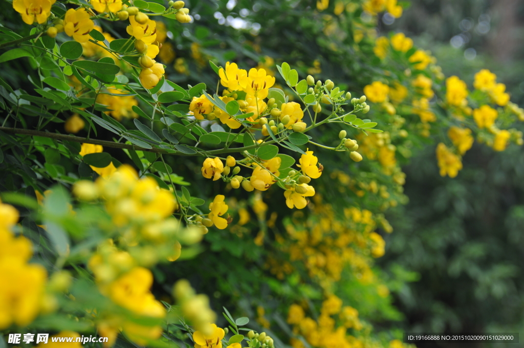 黄花槐