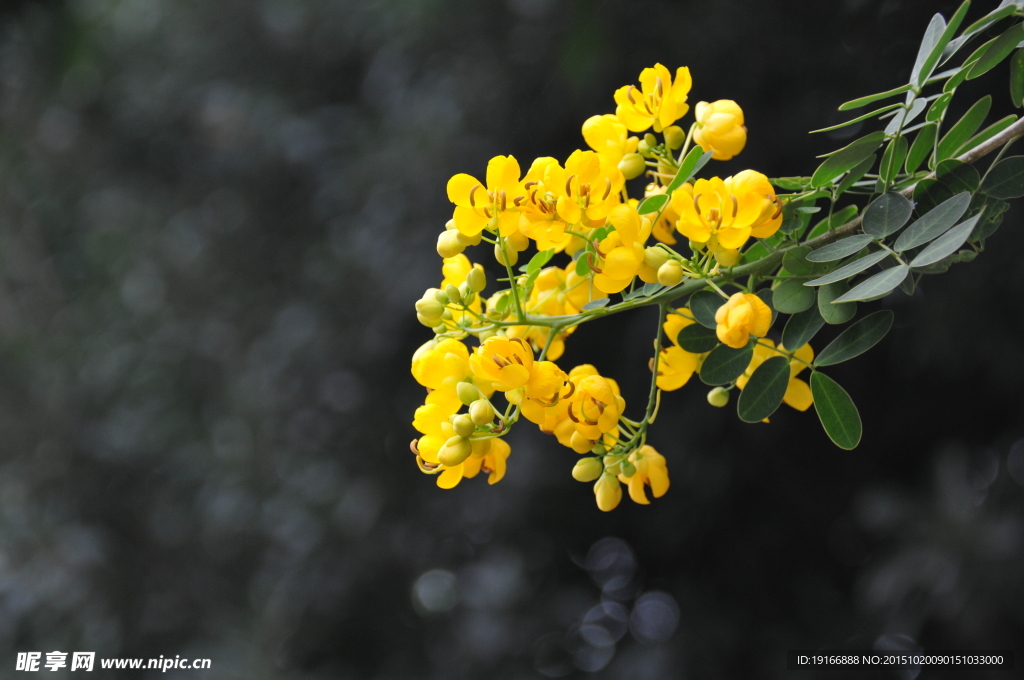 黄花槐