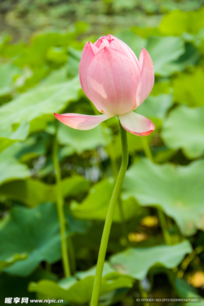 莲花