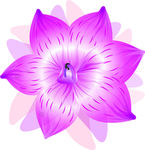 紫花