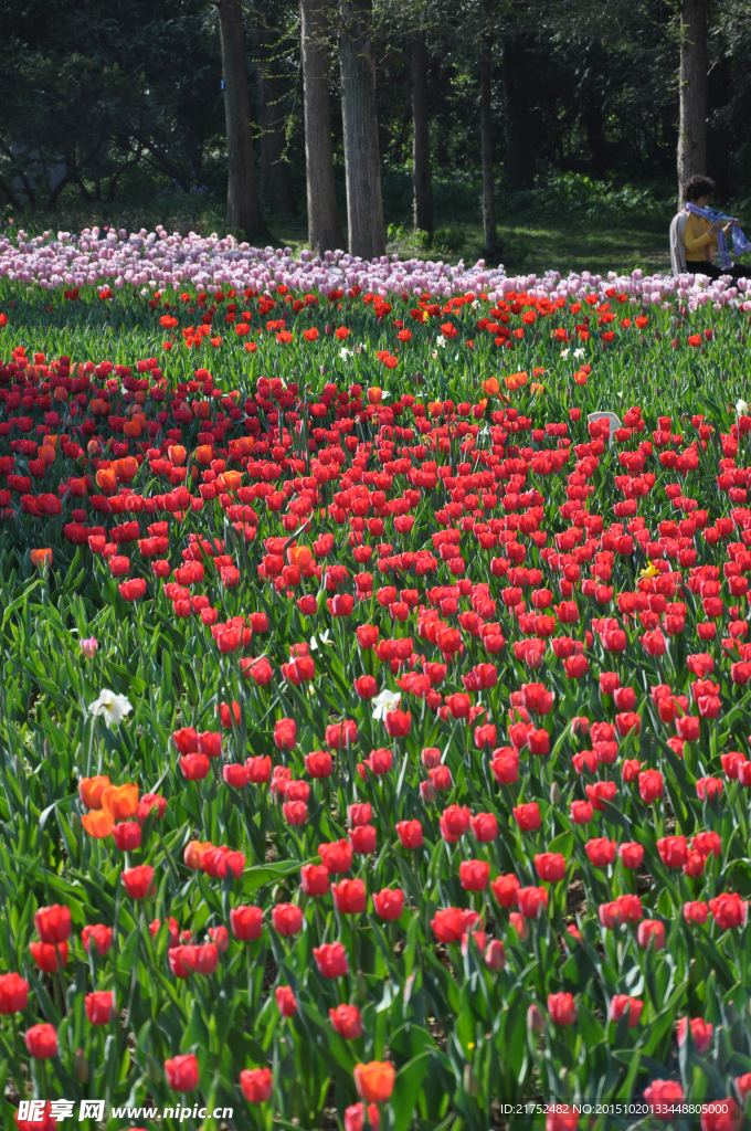 郁金香花海