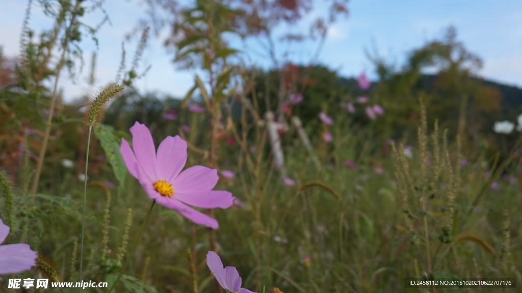 格桑花