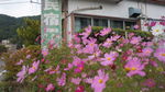 格桑花