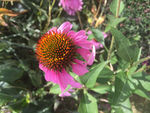 鲜花