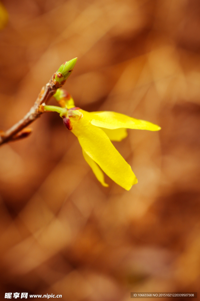 小黄花