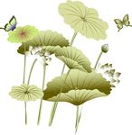 莲花