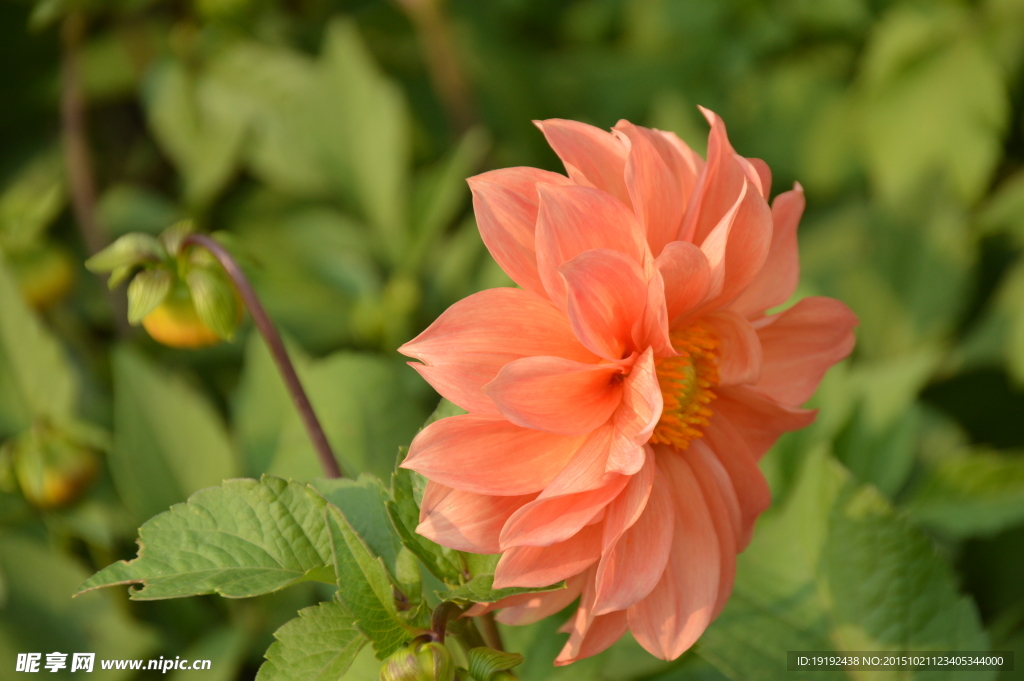 小丽花