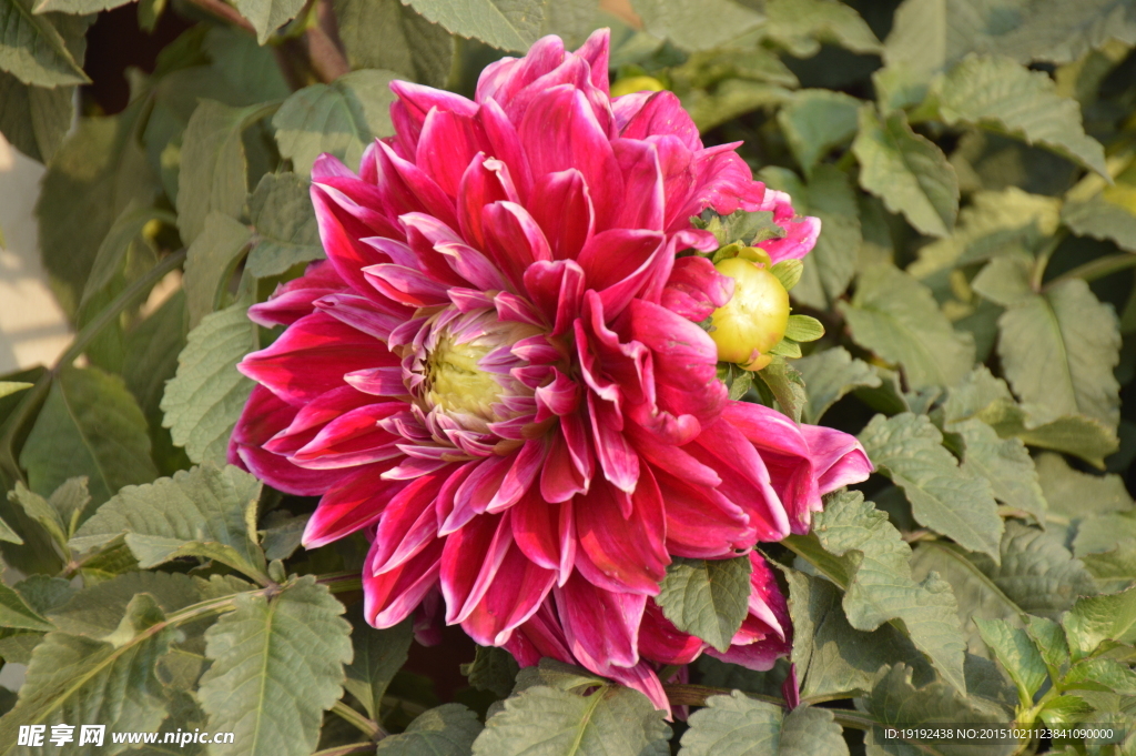 大丽花