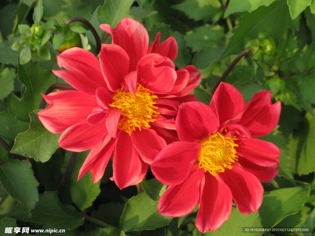 小丽花